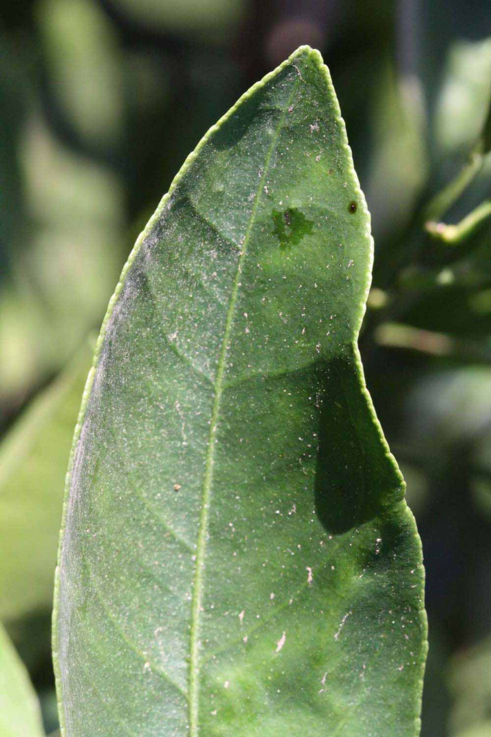            Margin (Riverside, CA)   